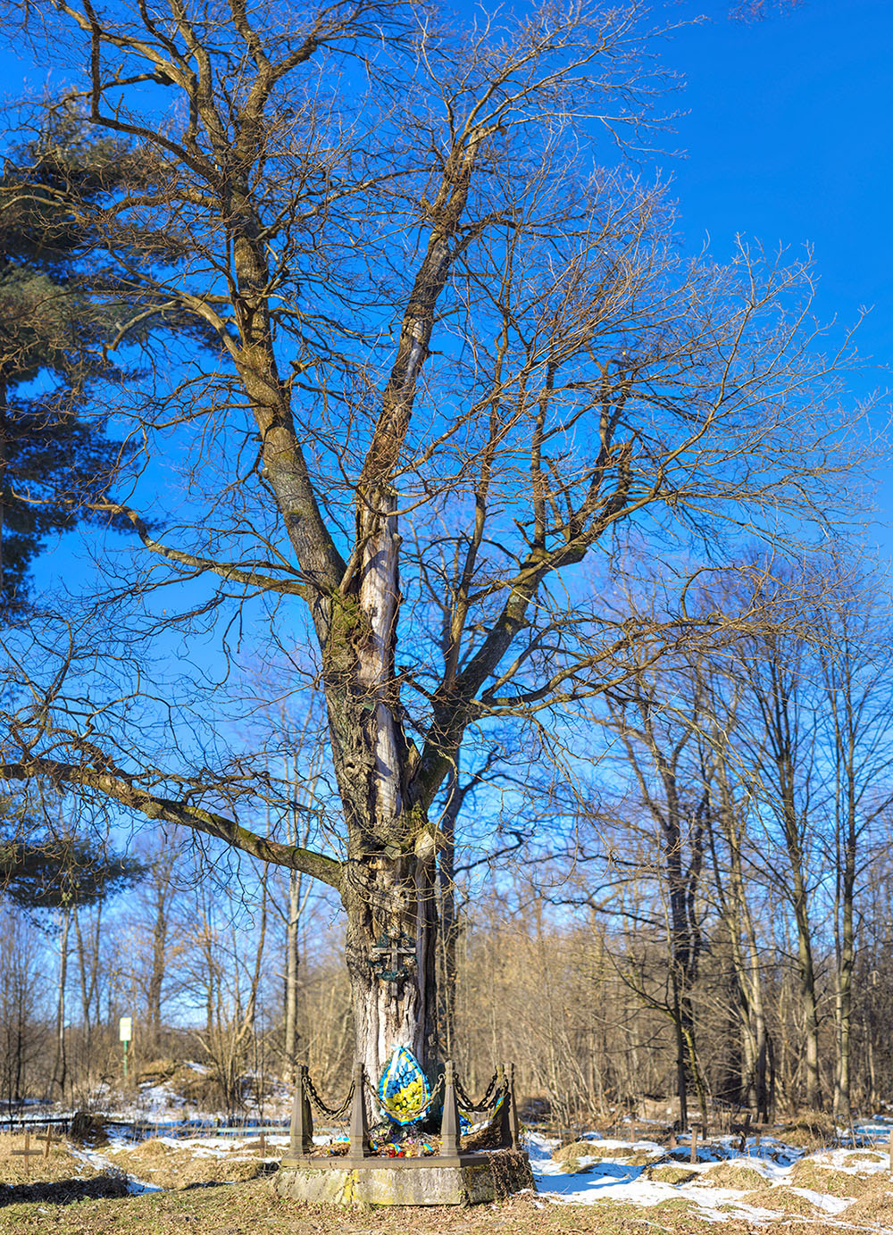 Дуб Франца-Йосифа